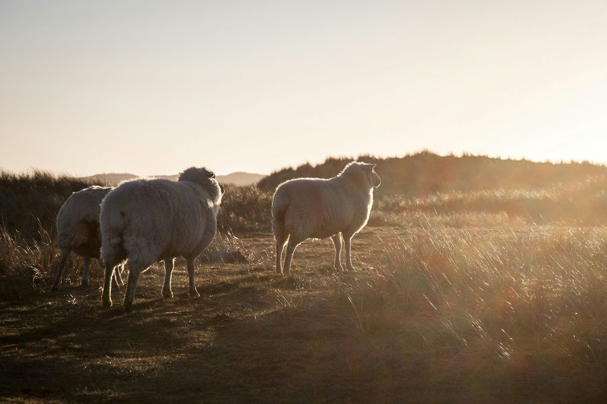 Sheep on Sylt island